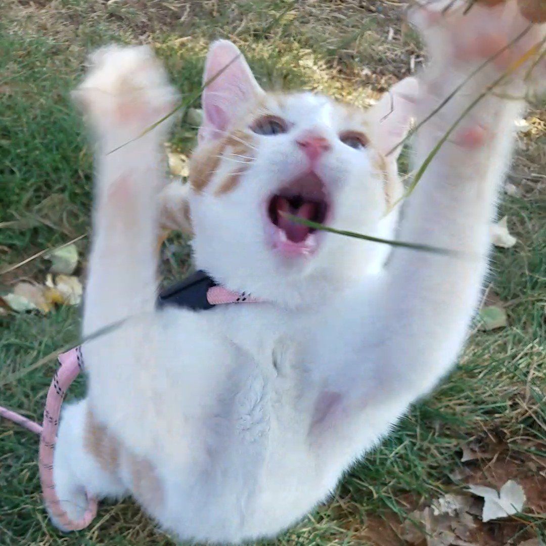 Professional Bed Hog for Hire