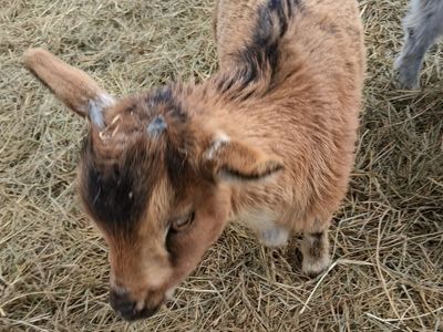 1 Female Small Nigerian Dwarf