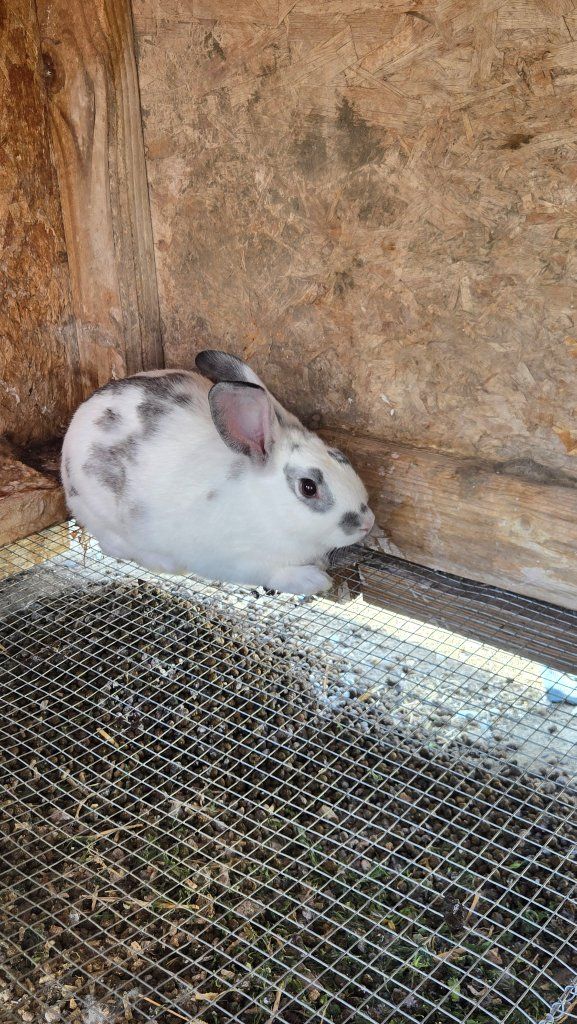 2 bunny rabbits for sale.