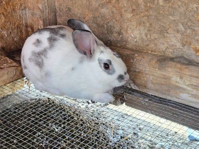 2 bunny rabbits for sale.