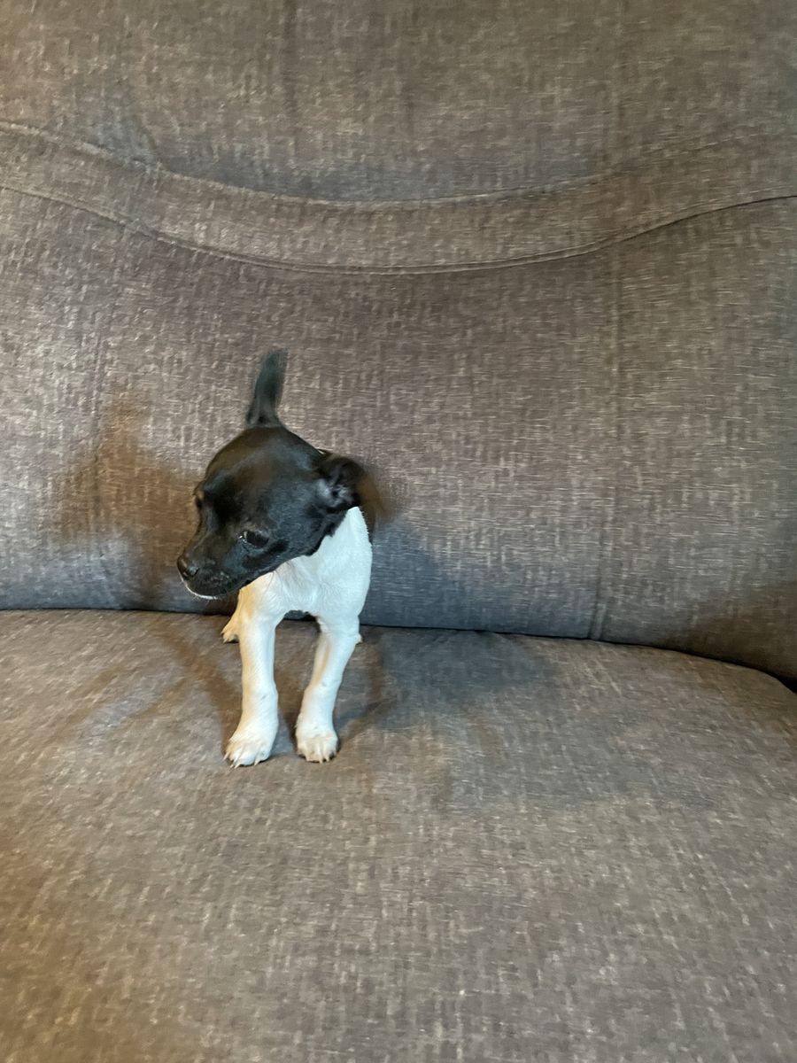 Adorable Black and White Puppy - Ready for a Loving Home!