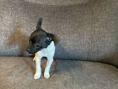 Adorable Black and White Puppy - Ready for a Loving Home!