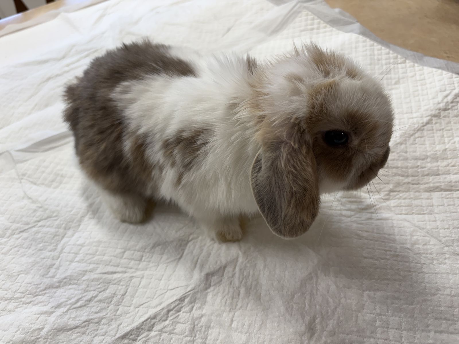 4 Sweet Holland Lop Babies