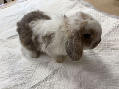 4 Sweet Holland Lop Babies
