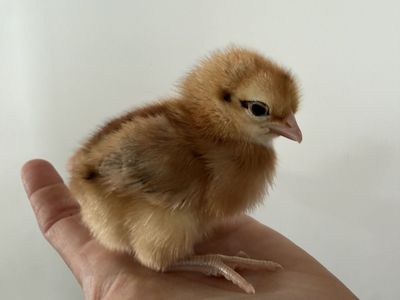 Lavender Orpingtons and Ameraucanas pullets