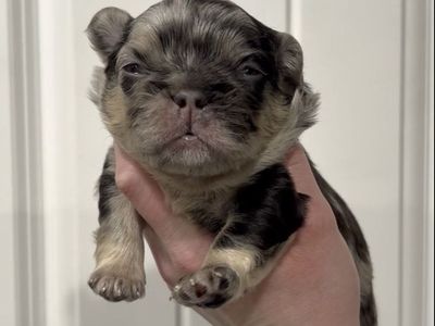 Fluffy French Bulldogs AKC Titled & Health Tested