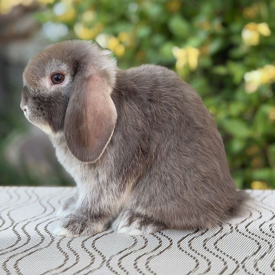 Holland Lop Buck
