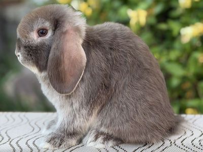 Holland Lop Buck