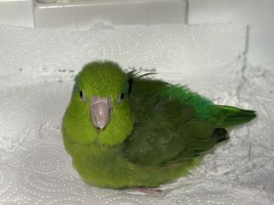 2 female parrotlets - both laying eggs but they need a male!
