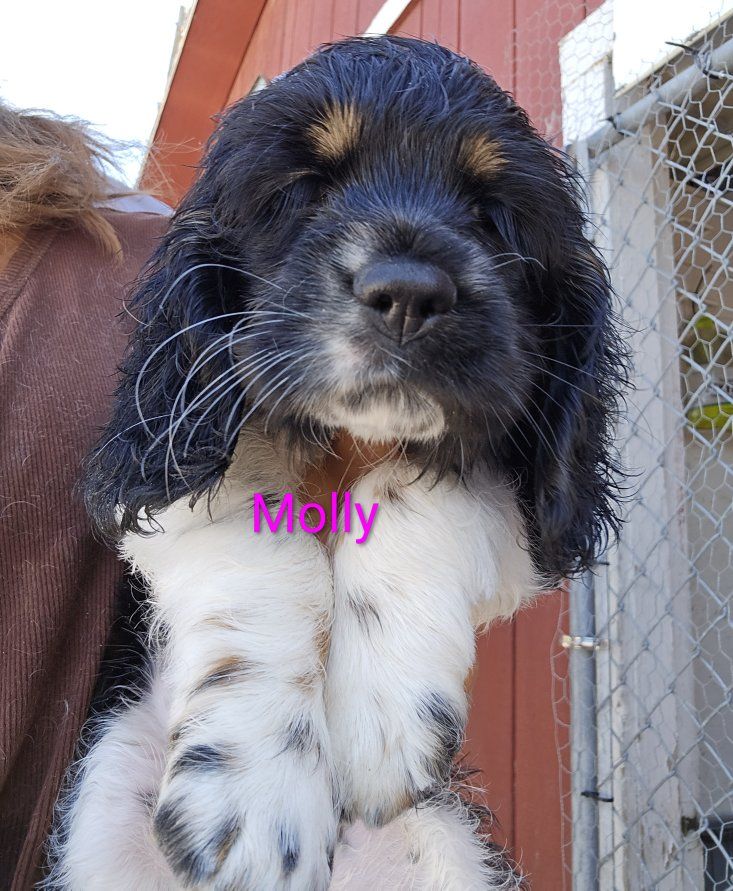 Adorable Female Cocker Spaniel Puppy