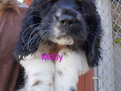 Adorable Female Cocker Spaniel Puppy