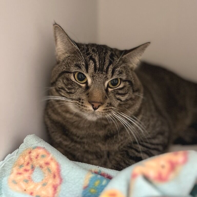 Hello my name is Platypus