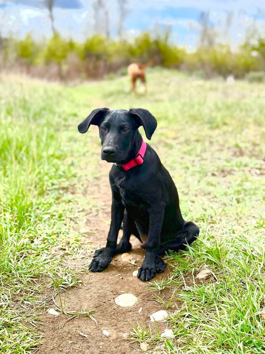 Black Lab Mix puppy