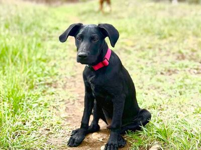 Black Lab Mix puppy