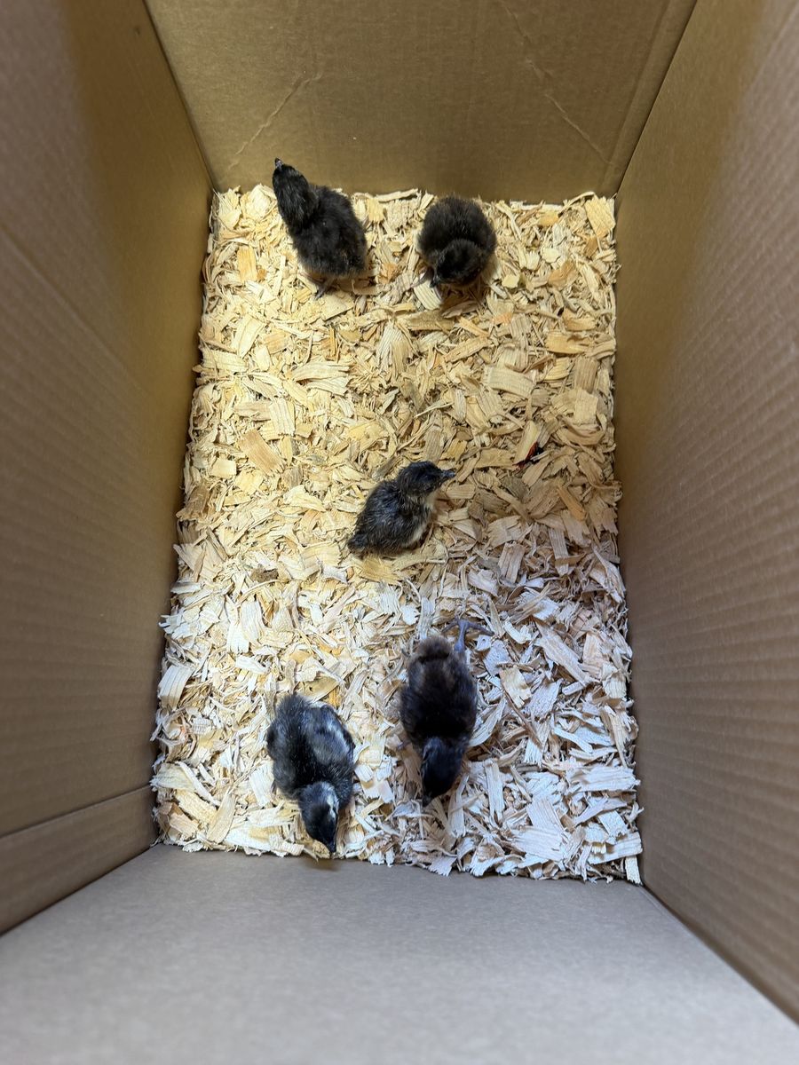 Melanistic Pheasant Chicks