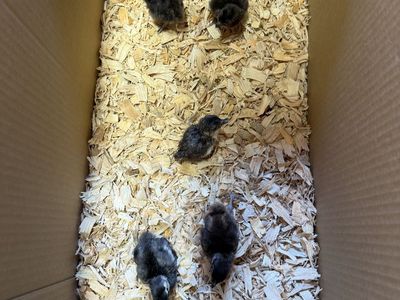 Melanistic Pheasant Chicks