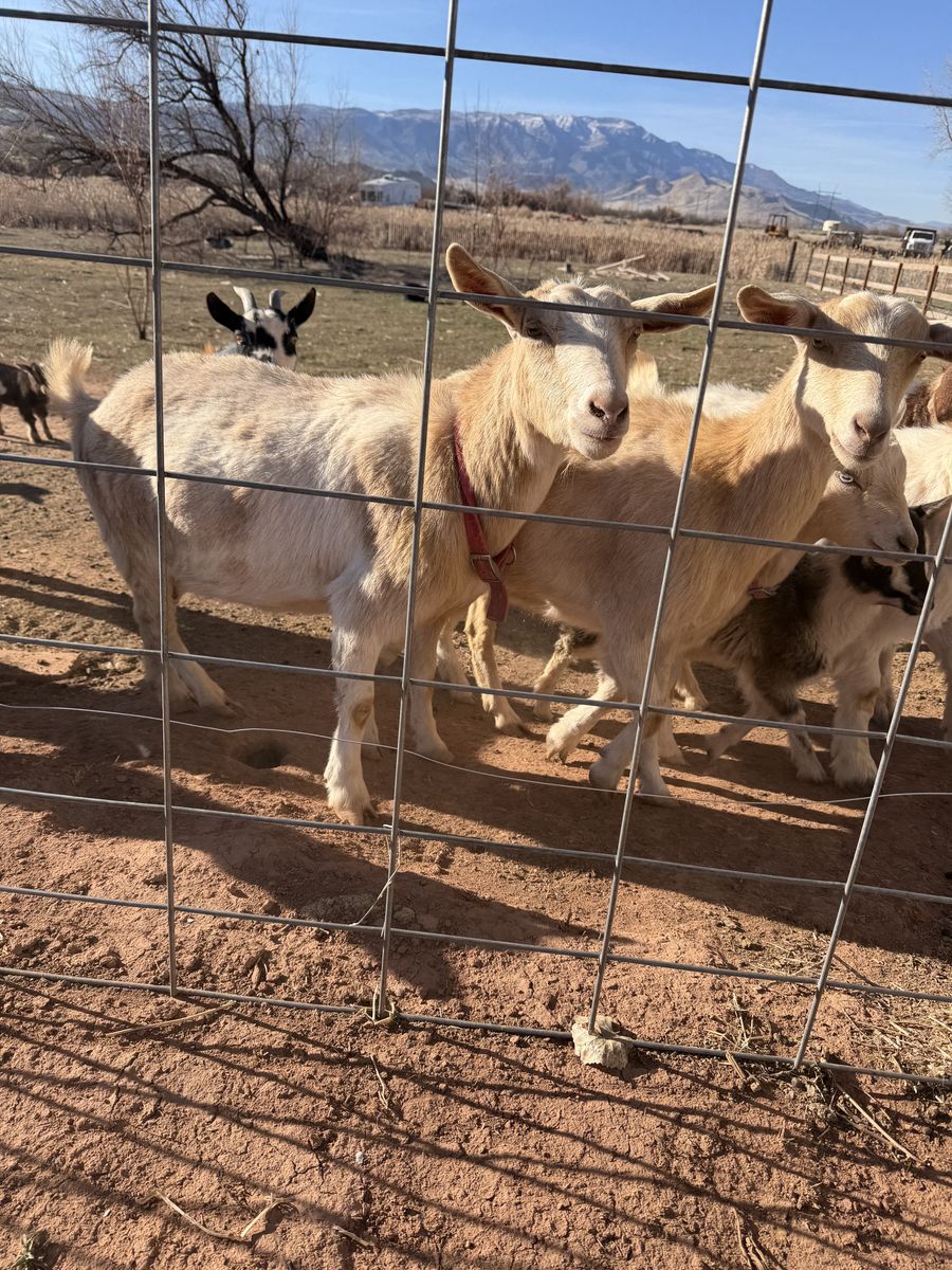 Nigerian Dwarf Nanny Goat With Buckling Kid