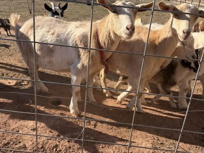 Nigerian Dwarf Nanny Goat With Buckling Kid