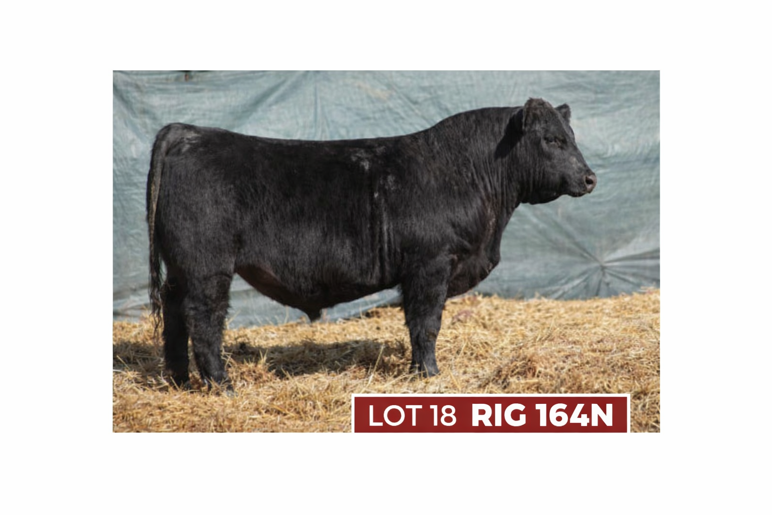 Bulls available Out Cross Production Sale