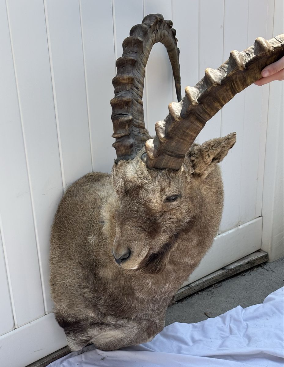 Vintage Ibex Shoulder Mount Taxidermy Large Sweeping Horns