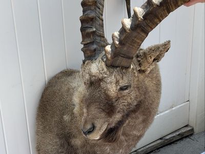 Vintage Ibex Shoulder Mount Taxidermy Large Sweeping Horns