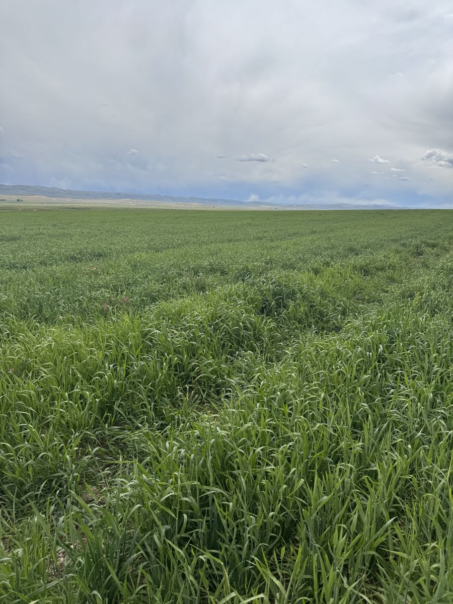 3 Way Grain Hay