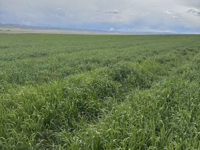 3 Way Grain Hay