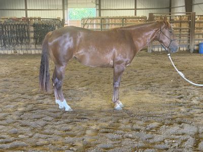 2-Year-Old Chestnut Mare