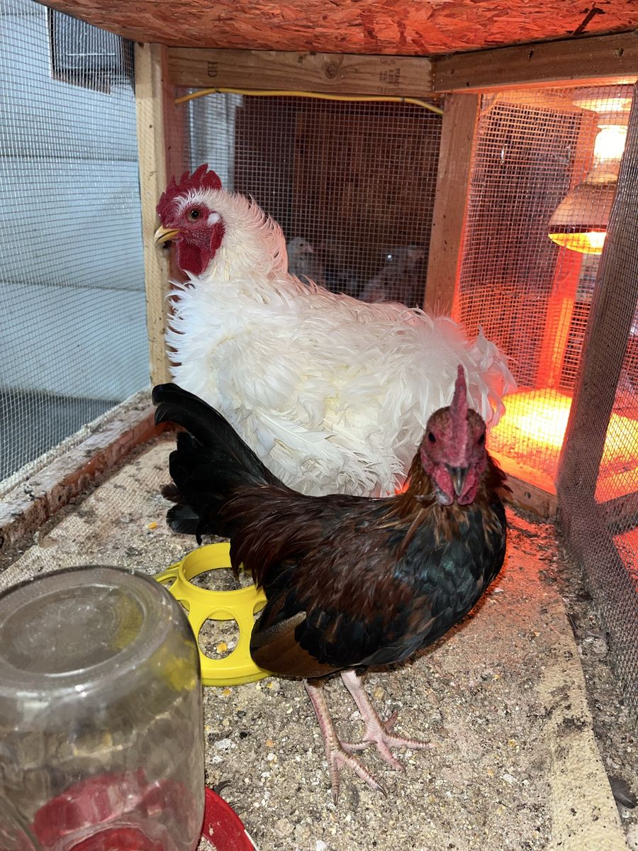 Roosters (need gone ASAP or they will be dinner)