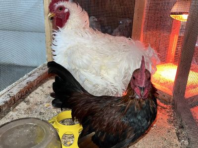 Roosters (need gone ASAP or they will be dinner)