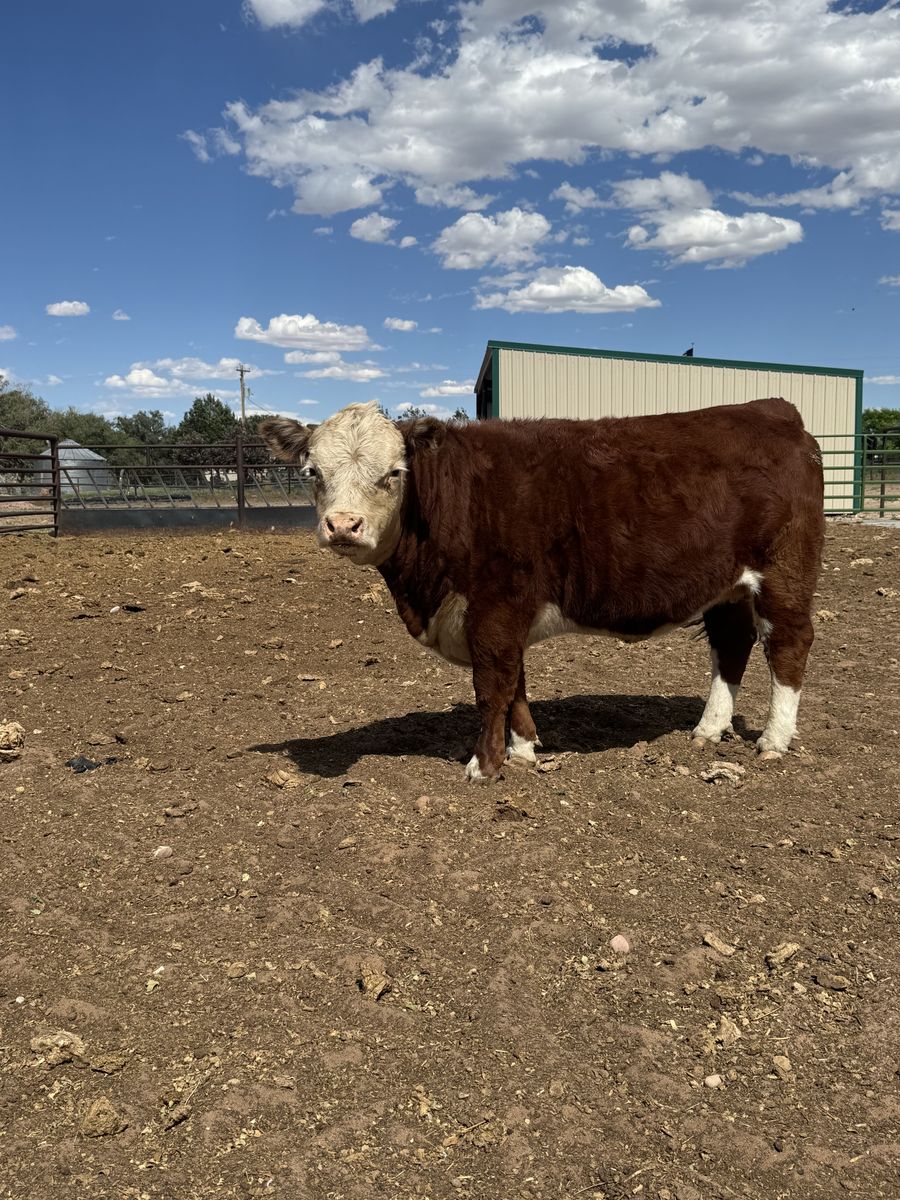 Registered Miniature Hereford
