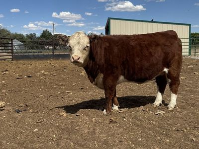 Registered Miniature Hereford
