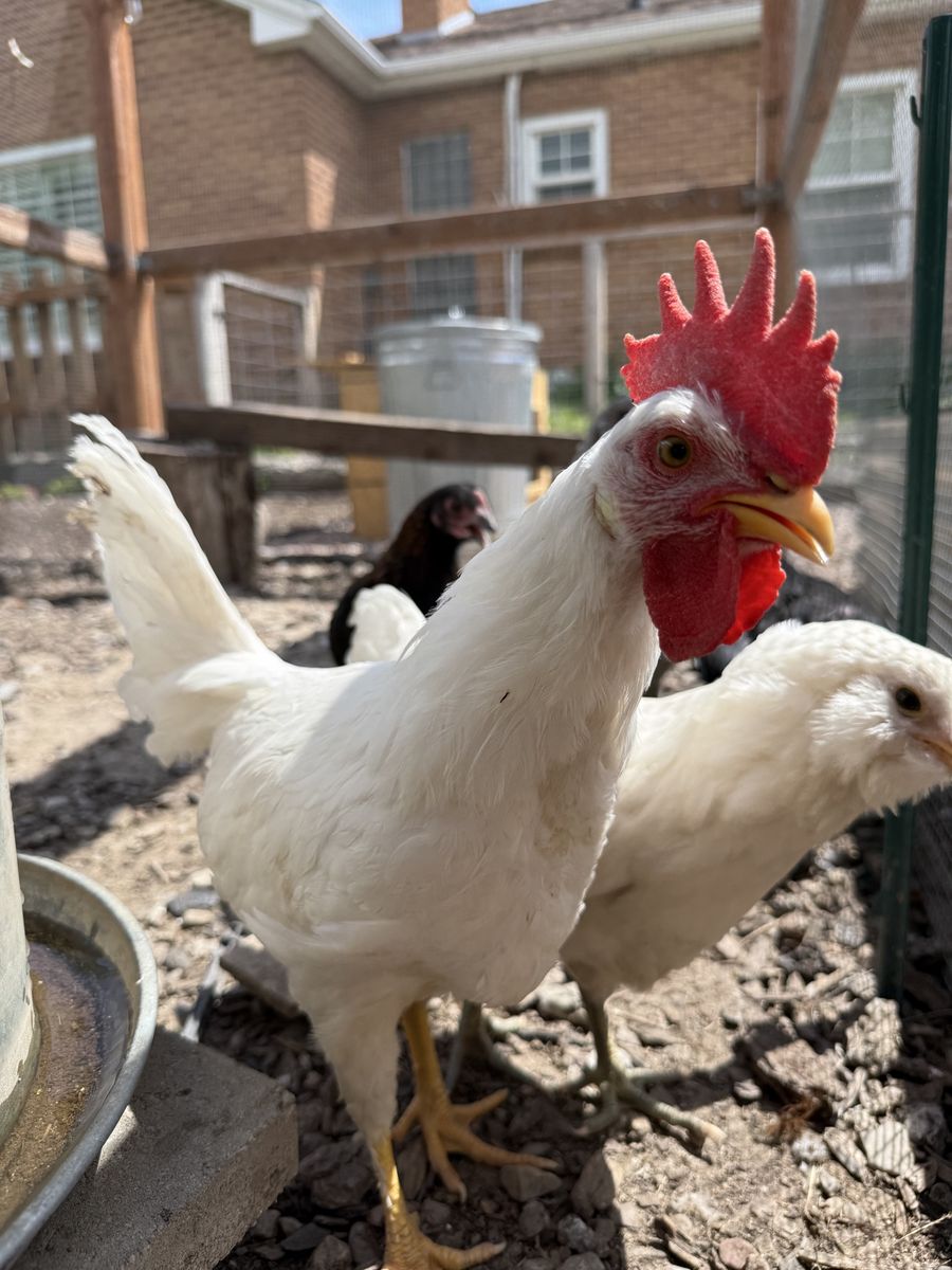 Free rooster