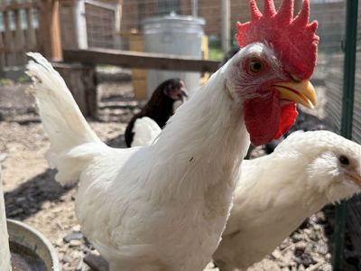 Free rooster