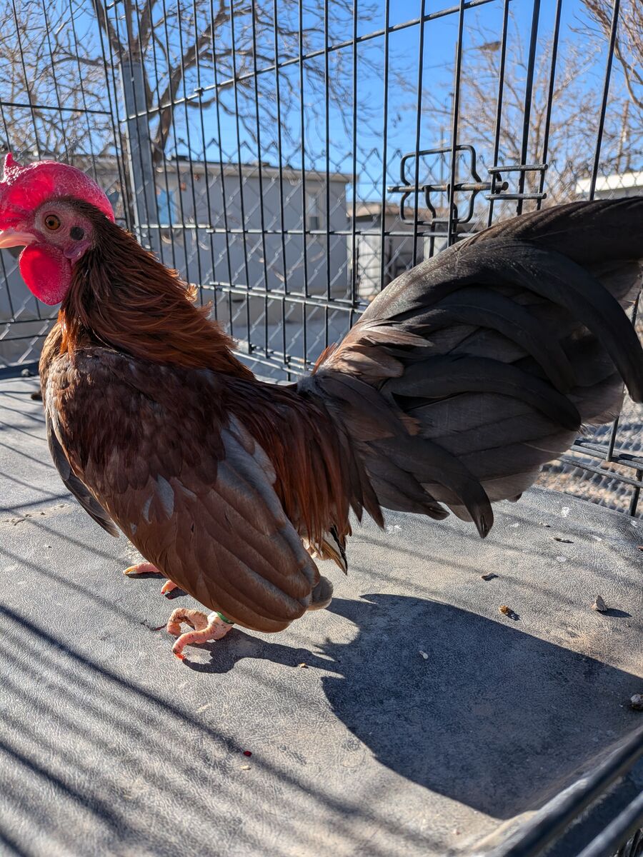 Azteca kikiriki rooster
