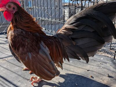 Azteca kikiriki rooster