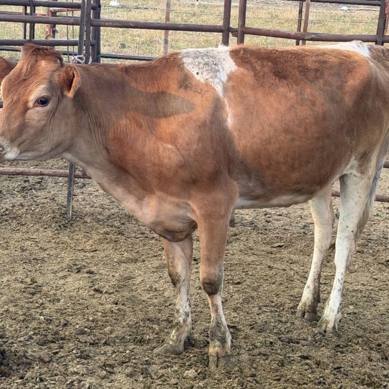 (2) jersey heifers