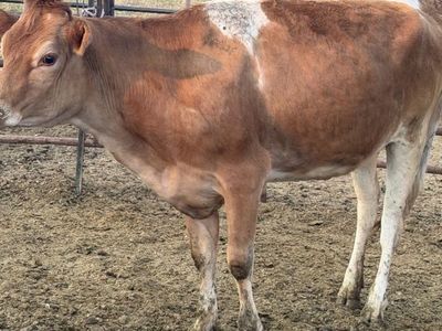 (2) jersey heifers