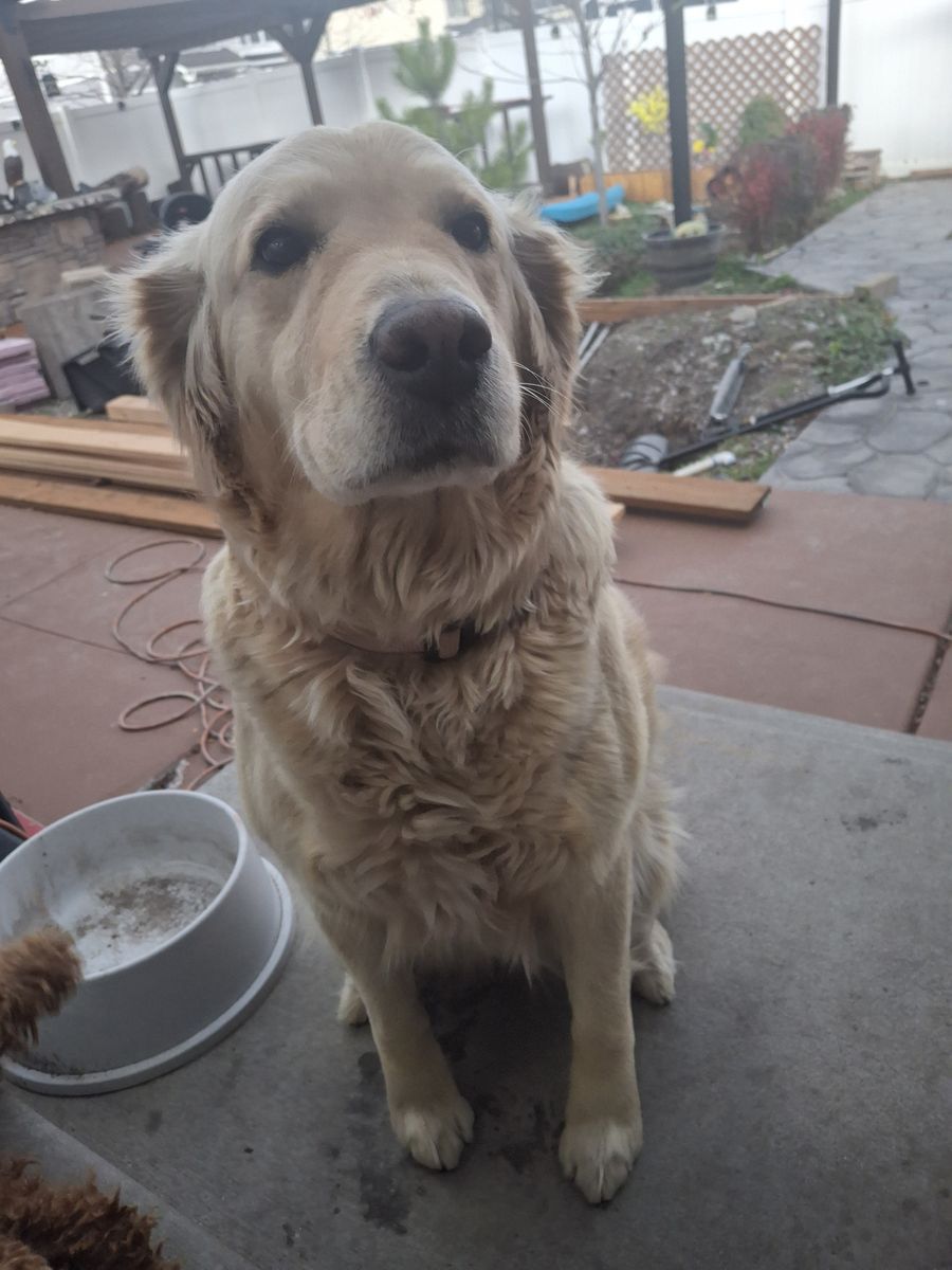 Golden Retriever & Mini Poodle