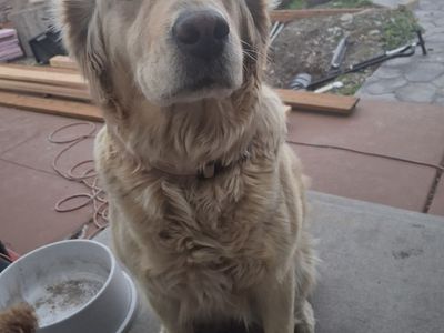 Golden Retriever & Mini Poodle