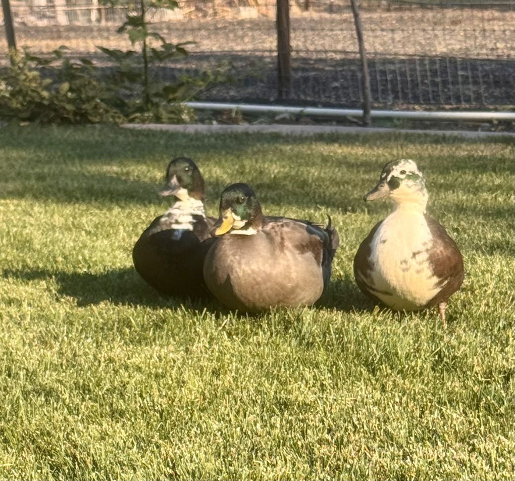 Male Call Ducks