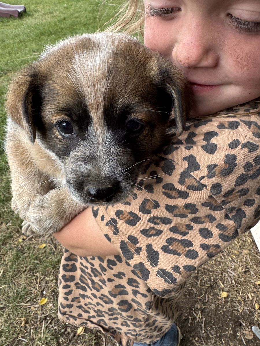 HEELER - MINI HEELER PUPS 1 CHOCOLATE FEMALE AND 2 MALES AVAILABLE- DELIVERY POSSIBLE FOR A FEE!