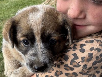 HEELER - MINI HEELER PUPS 1 CHOCOLATE FEMALE AND 2 MALES AVAILABLE- DELIVERY POSSIBLE FOR A FEE!