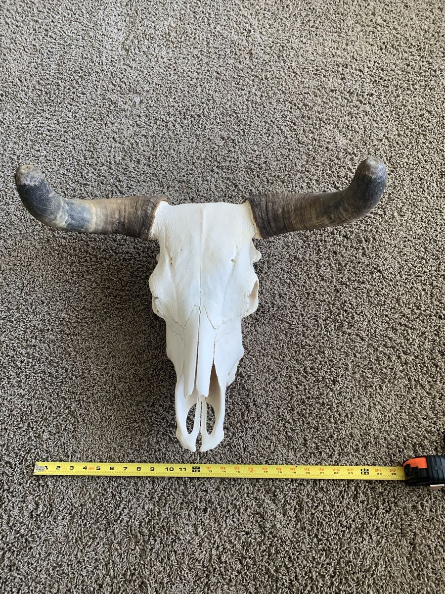 Bull cow euro mount