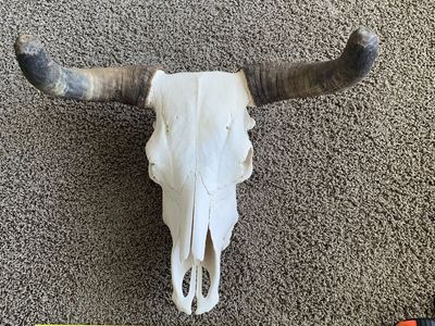 Bull cow euro mount