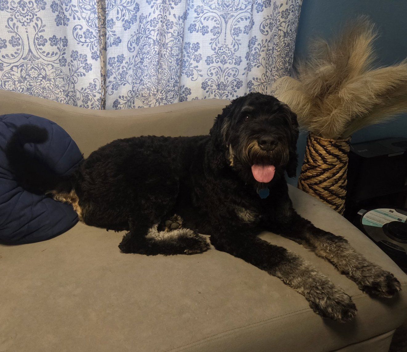 Friendly Bernedoodle Dog - Rehoming
