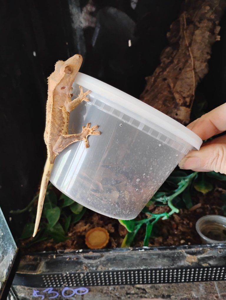 bulk crested geckos