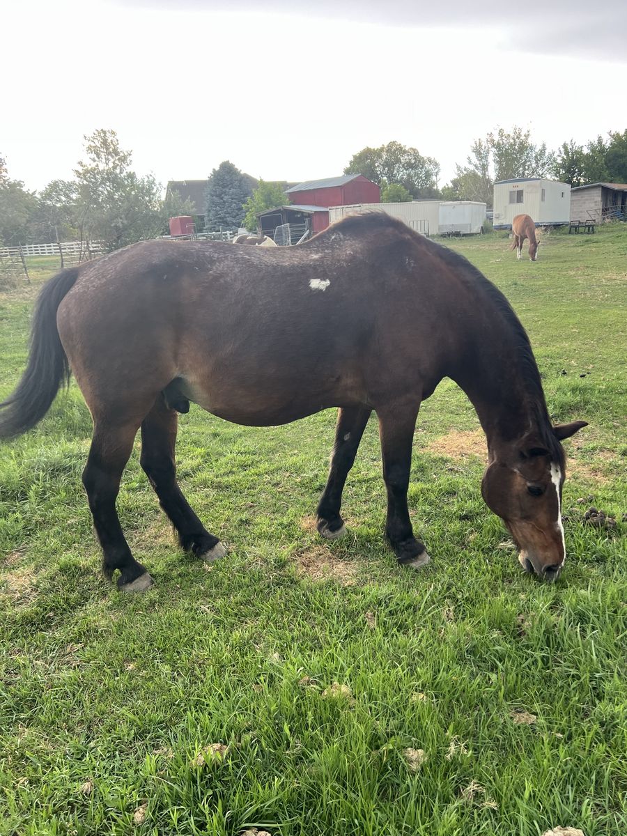 Gentle Bay Gelding - Experienced Mountain Horse, Kid-Safe, Companion Horse