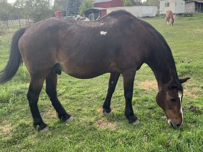 Gentle Bay Gelding - Experienced Mountain Horse, Kid-Safe, Companion Horse