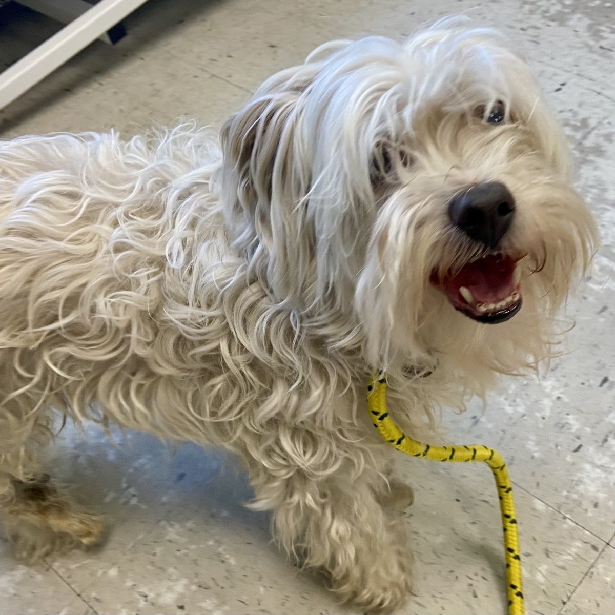 A48431 Jack is Available for Adoption!